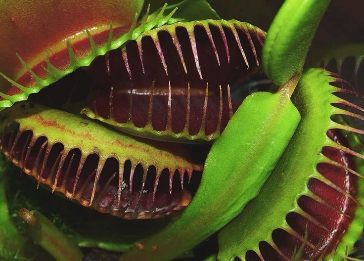 venus flytrap